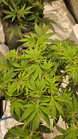 Autos For The Rest Of Winter 🔥🔥😉 — germination, day 10