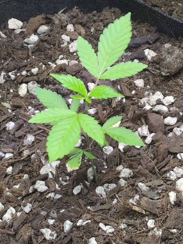Audrey III — vegetative, day 40