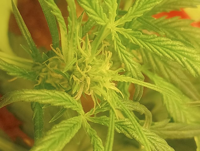 ethos — flower, day 10