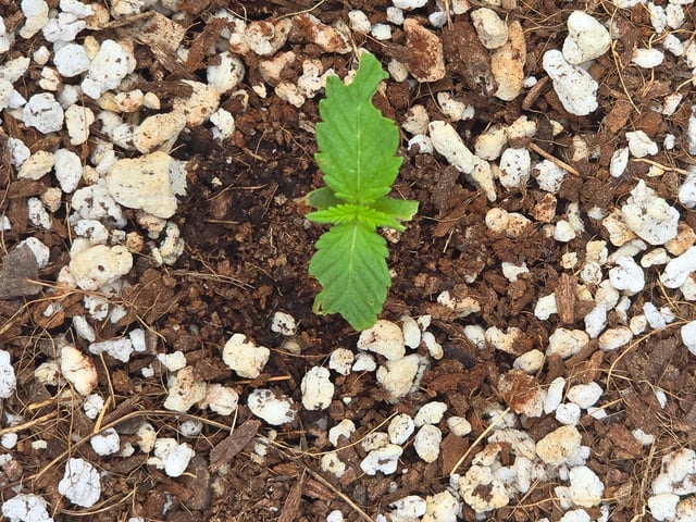 Green Gelato Auto — seedling_rooting, day 4
