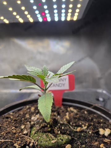 Granny Candy and PLCG — grow_setup, day 18