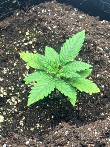 Another hard start! — vegetative, day 9