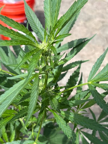 Rotten Heart (freebie From North Atlantics Breeders Dirty Bird Genetics  — flower, day 1