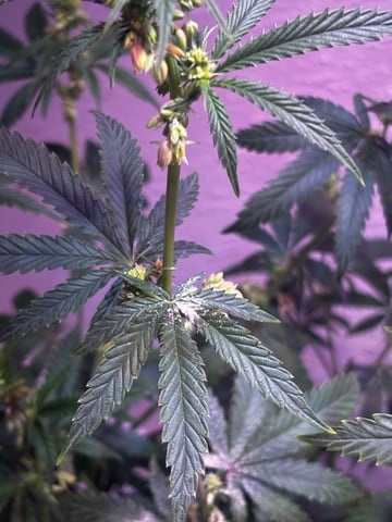 Fruity Pebbles Males — flower, day 15