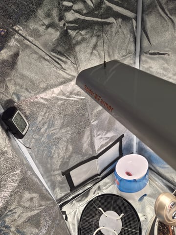 I'll get it right — seedling_rooting, day 13