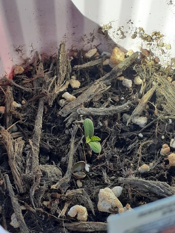 Sub Zero#12 Photoperiod Grow — germination, day 1