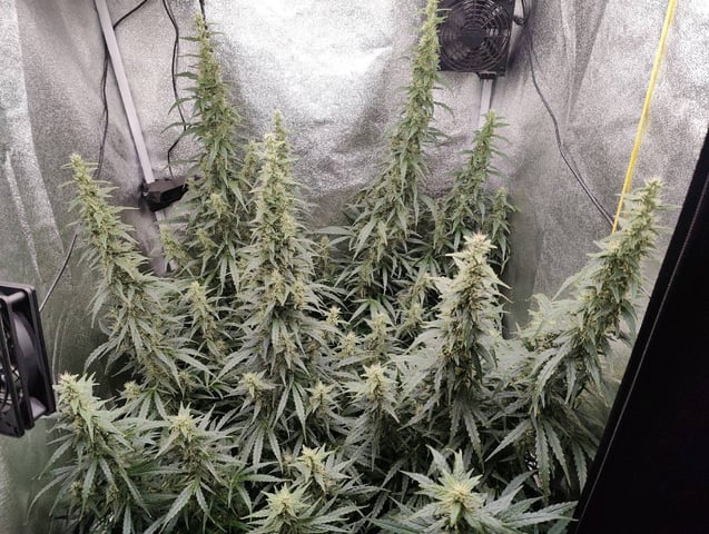 Fast Buds Gorilla Z auto — flower, day 72