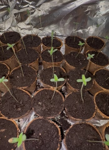 Muliflex — grow_setup, day 2