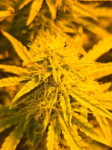 2nd Autoflower Indoor Grow — flower, day 68