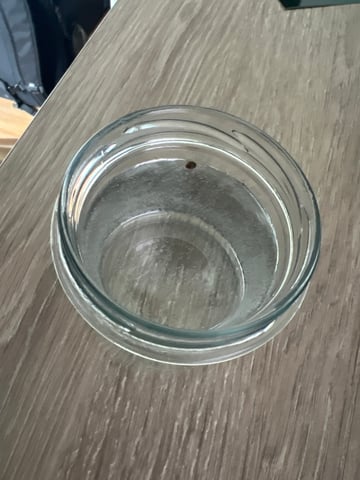 F1 Titan — germination, day 1