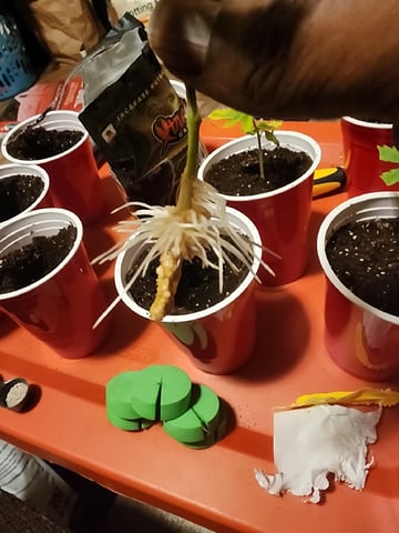 HE1E we GROW  — flower, day 156