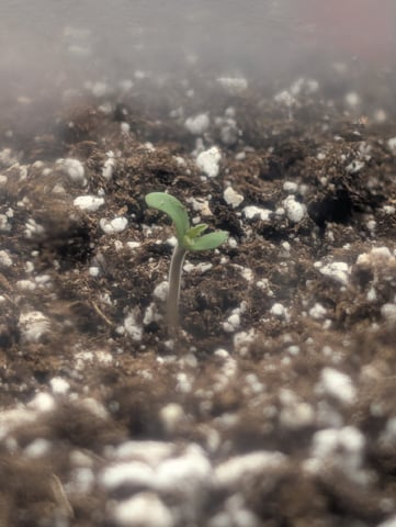 Guava, Guava, Gelato  — grow_setup, day 3