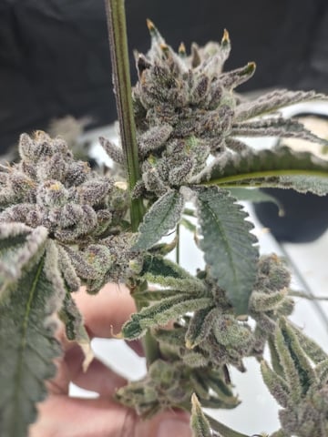 Mainely Genetics Micro Pheno Hunt — harvest, day 104