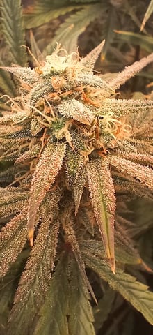 newest ggs setup grow — flower, day 70