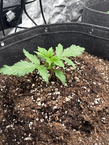 Pineapple  — vegetative, day 3