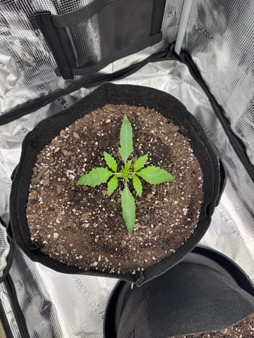 wedding cake auto FIRST GROW! — vegetative, day 15