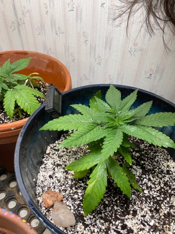 kush — vegetative, day 9