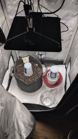 memphisto 3 bears OG, ethos high note r1 — germination, day 3