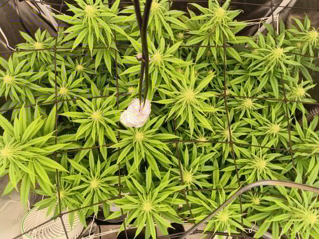 Starfighter/Ohio Guptilla Hybrid — flower, day 6