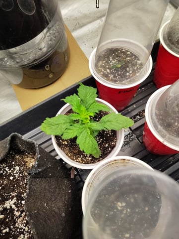 Athena Run  — seedling_rooting, day 18