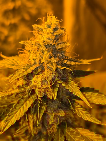 2nd Autoflower Indoor Grow — flower, day 96