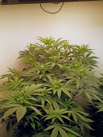 Lokie OG x Permanent Marker — flower, day 66