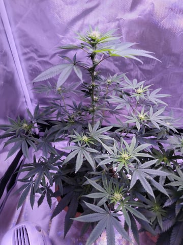 unknown strain 1st grow — flower, day 60