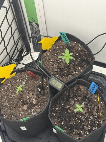 Midsummer Outdoor — vegetative, day 7