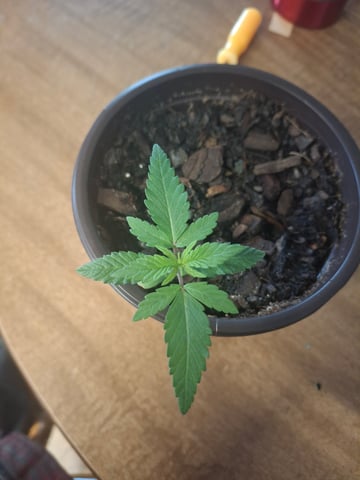 Lets start from the beginning — seedling_rooting, day 7