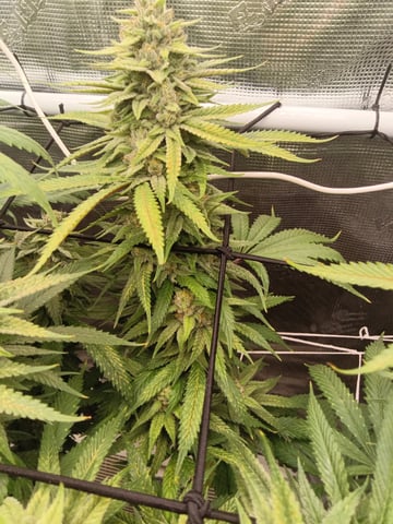 Starfighter/Ohio Guptilla Hybrid — flower, day 28