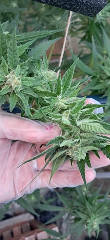 1st grow (green house)(natural) — flower, day 107