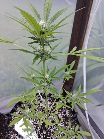 Rockin rob 70 — auto, day 1