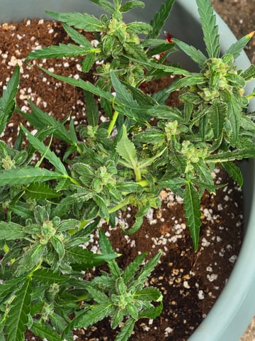 Green Gelato Auto — flower, day 60