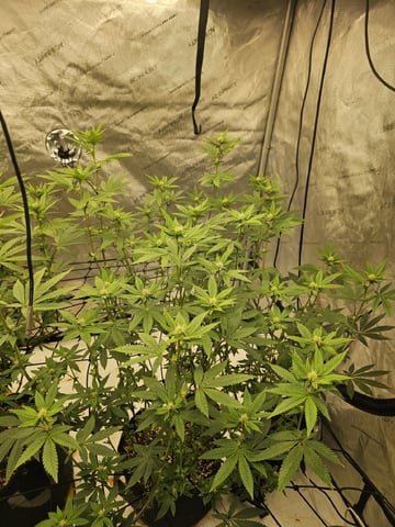 perfect circle/ cherrymac1 X candyland cross  — flower, day 1