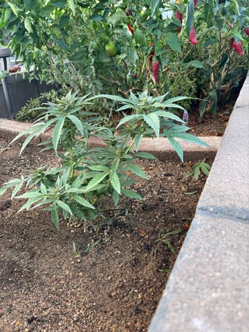 Fast Buds Auto And Special Queen Auto — flower, day 61