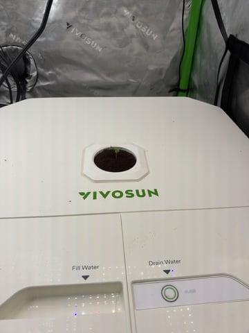 Gelato x Purple Punch / Forbidden Fruit Autos — seedling_rooting, day 14