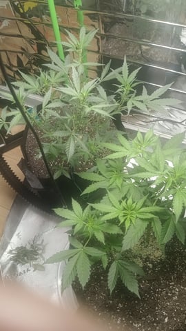 Gelato & Amnesia 