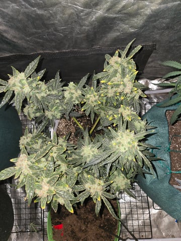 high octane x holy grail  — auto, day 41