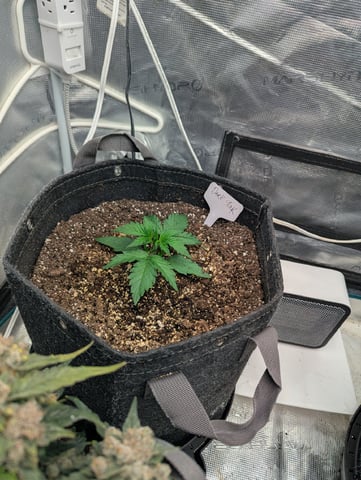 Dark Star — vegetative, day 16