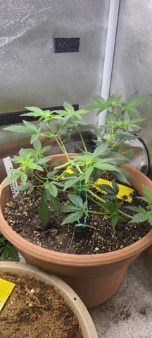 Alaskan bananaberry auto — flower, day 26