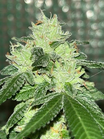 1st baby  — flower, day 67