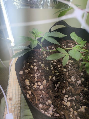 Audrey III — vegetative, day 61