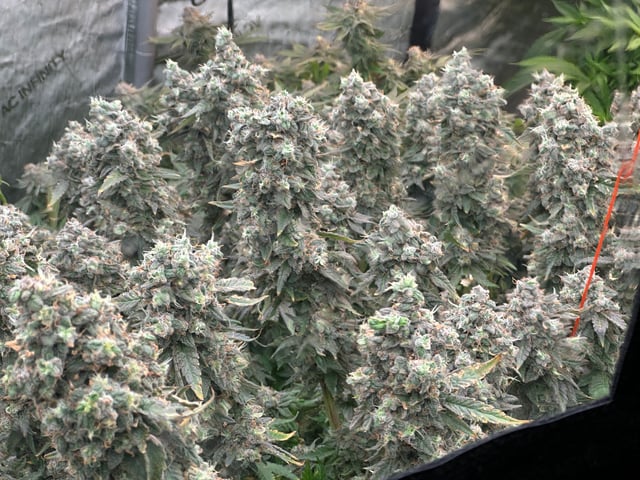 Hippo High #2 — flower, day 1