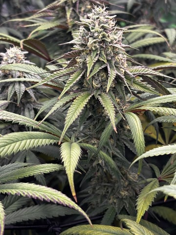 Pink Passion Fruit — flower, day 91