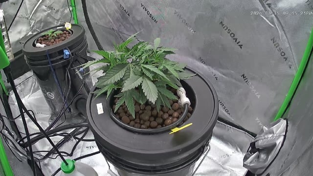 Northern Lights / Banana Kush — vegetative, day 34