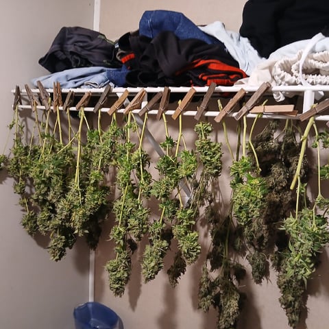 run #3 — harvest, day 115