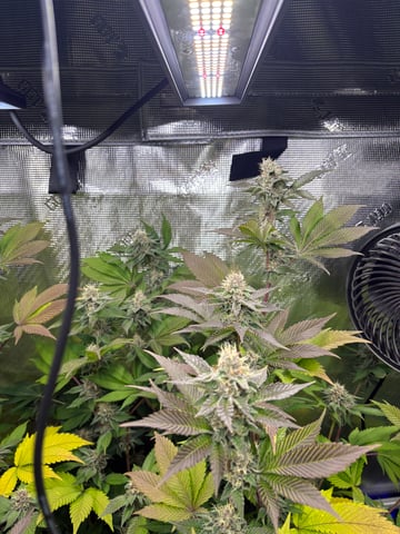 grow 3 — flower, day 38