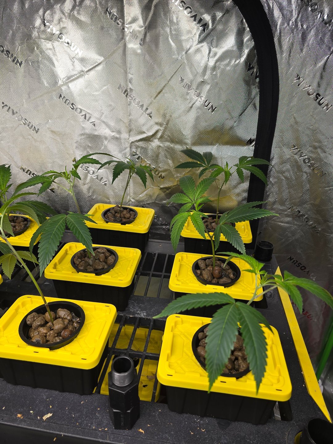 Oceanz 16 Pheno #1 