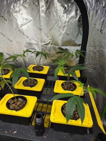Oceanz 16 Pheno #1 