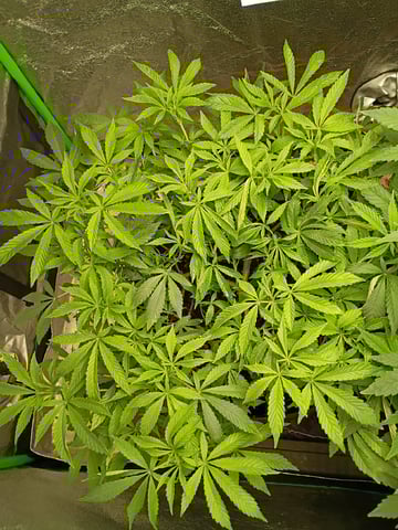 Purple Plum Perfect 💜 & 2 Grape Runtz 🍇 Mainlining garden.  — vegetative, day 169